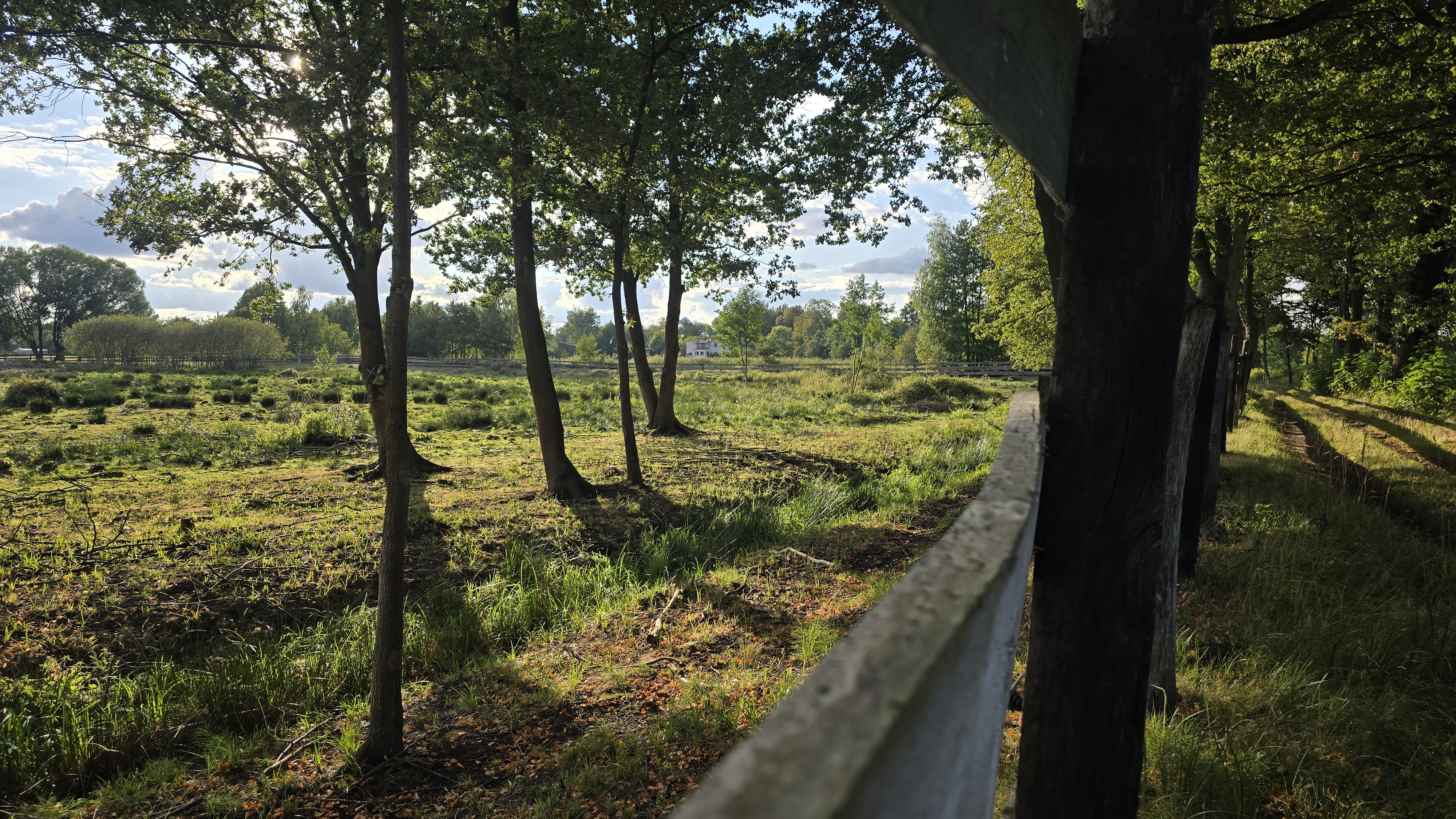 Wild nature around the house